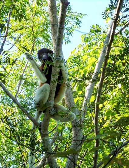 Treeapp, Sponsorship With Real Impact